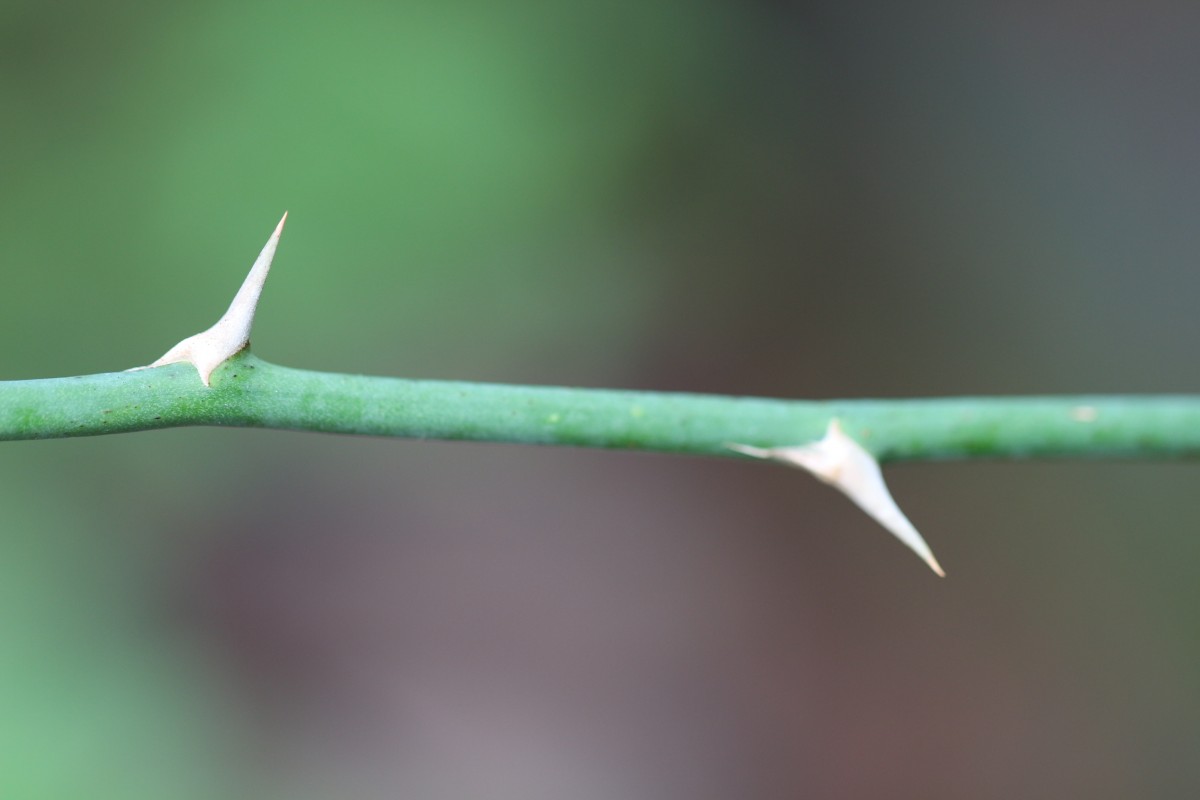 Asparagus falcatus L.